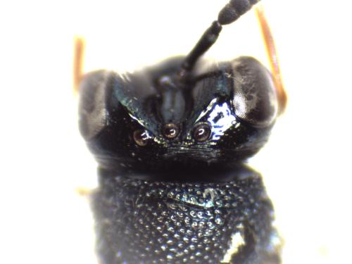 Réf. 295 260 : Perilampus ruficornis